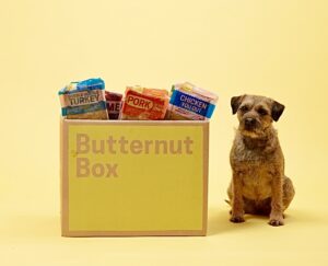 Border Terrier sitting next to a box of butternut dog food