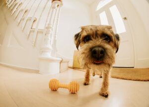 Border Terrier looking into camera with a dog toy