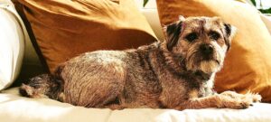 Border Terrier laying down next to yellow cushions