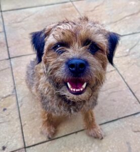 Border Terrier sitting & looking happy on garden patio
