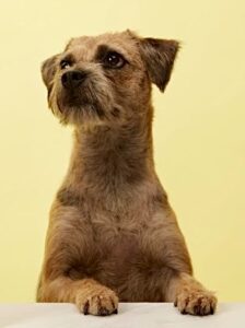 Border Terrier with it's paws up looking into the distance
