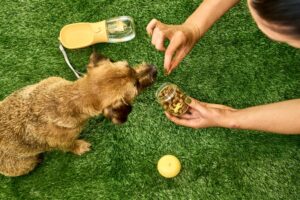 Border Terrier waiting patiently for a treat