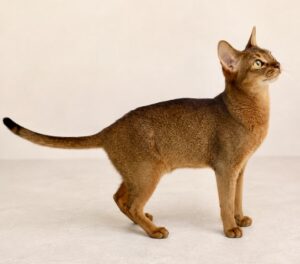 Abyssinian cat side profile (right)