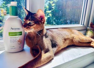 Abyssinian cat sitting on window ledge