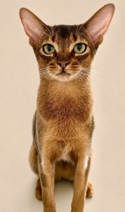Abyssinian cat with yellow and green eyes looking at the camera