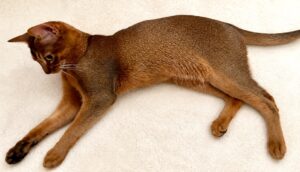 Abyssinian cat laying down