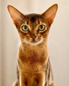 Abyssinian cat with yellow and green eyes looking at the camera