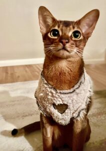 Abyssinian cat wearing a fluffy jumper