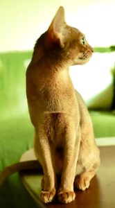 Abyssinian cat looking into the distance