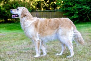 Golden Retriever side profile (left)