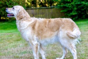 Golden Retriever side profile (left)