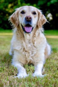 Golden Retriever laying down with paws out front