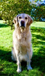 Golden Retriever sitting on the grass