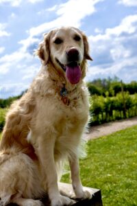 Golden Retriever sitting with its tongue out