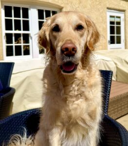 Golden Retriever looking at the camera