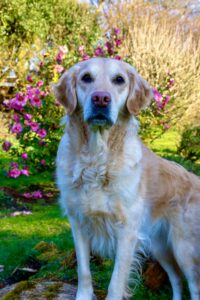 Golden Retriever standing for a photo infront of bushes