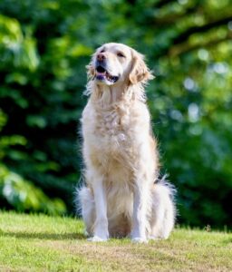 Golden Retriever sitting looking up