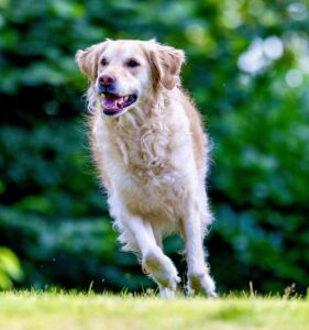 Golden Retriever running on the grass