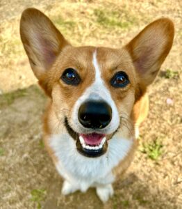 Tan & White Corgi looking up and smiling