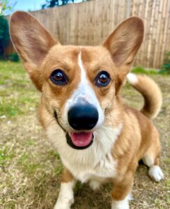 Tan & White Corgi sitting for photo 