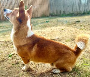 Sitting side profile of Tan & White Corgi
