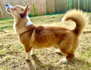 side profile of tan & white Corgi
