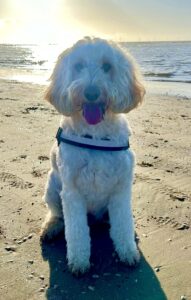 Cream Cockapoo on the beach