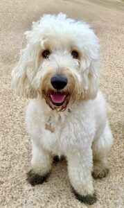 Cream Cockapoo with muddy paws