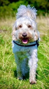 Cream Cockapoo walking with a harness in the grass
