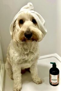 Cream Cockapoo with a towel on its head