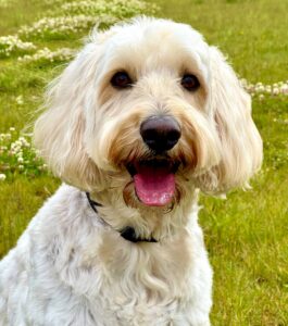 Cream Cockapoo smiling at the camera