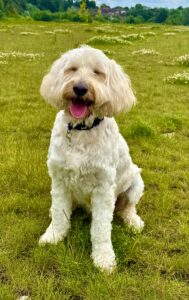 Cream Cockapoo looking very happy in a field