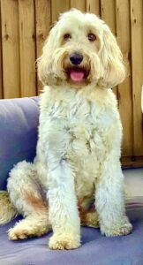 Cream Cockapoo sitting on the sofa