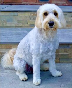 Cream Cockapoo sitting on a step