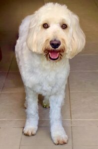 Cream Cockapoo standing and smiling at the camera