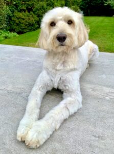 Cream Cockapoo laying down with its legs long in front