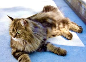 Ragdoll Persian Mix Cat laying down outside