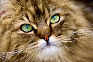 close up of Ragdoll Persian Mix Cat with gorgeous eyes