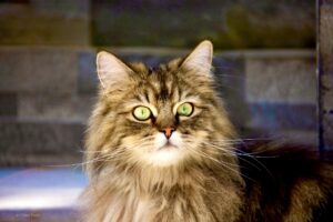 Ragdoll Persian Mix Cat with long whiskers and yellow and green eyes