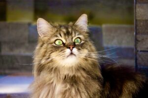 Ragdoll Persian Mix Cat looking up at the camera