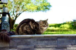 Ragdoll Persian Mix Cat siting outside in the garden
