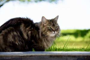 Ragdoll Persian Mix Cat with long whiskers sitting outside