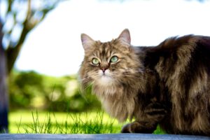 Ragdoll Persian Mix Cat with green & yellow eyes