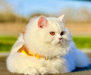 White British Long Hair Cat outside wearing a yellow harness