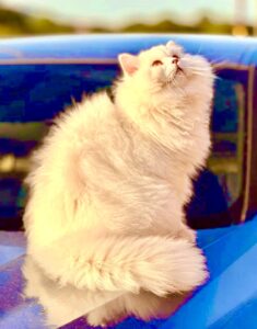 White British Long Hair Cat sitting on a car looking up
