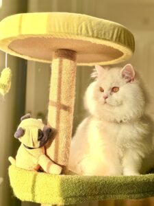 White British Long Hair Cat sitting on a cat tower