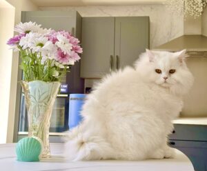 White British Long Hair Cat sitting on the kitchen worktop next to some flowers