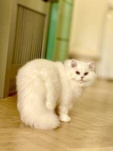 White British Long Hair Cat looking backwards