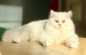White British Long Hair Cat laying down in the sun