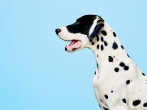 Black and White Dalmatian looking left on a blue background